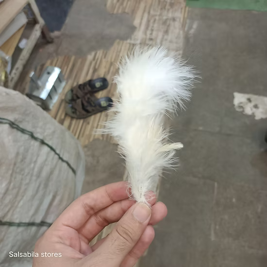 Pigeon Feathers