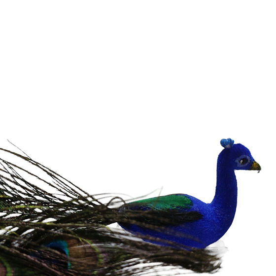 Peacock Pair