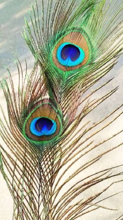 Peacock Feather(6 pieces)