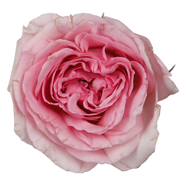 Pearly rose flower