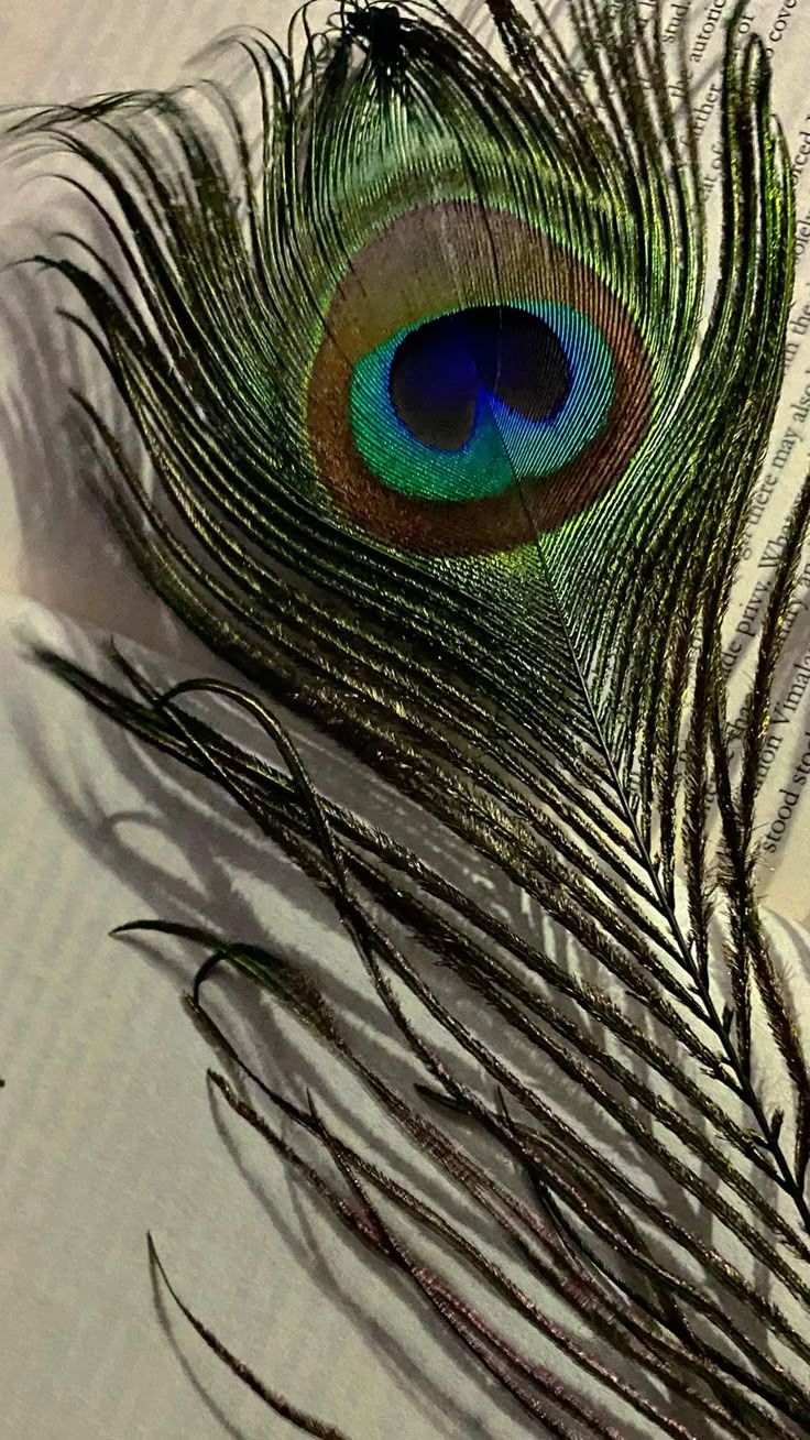 Peacock Feather(6 pieces)