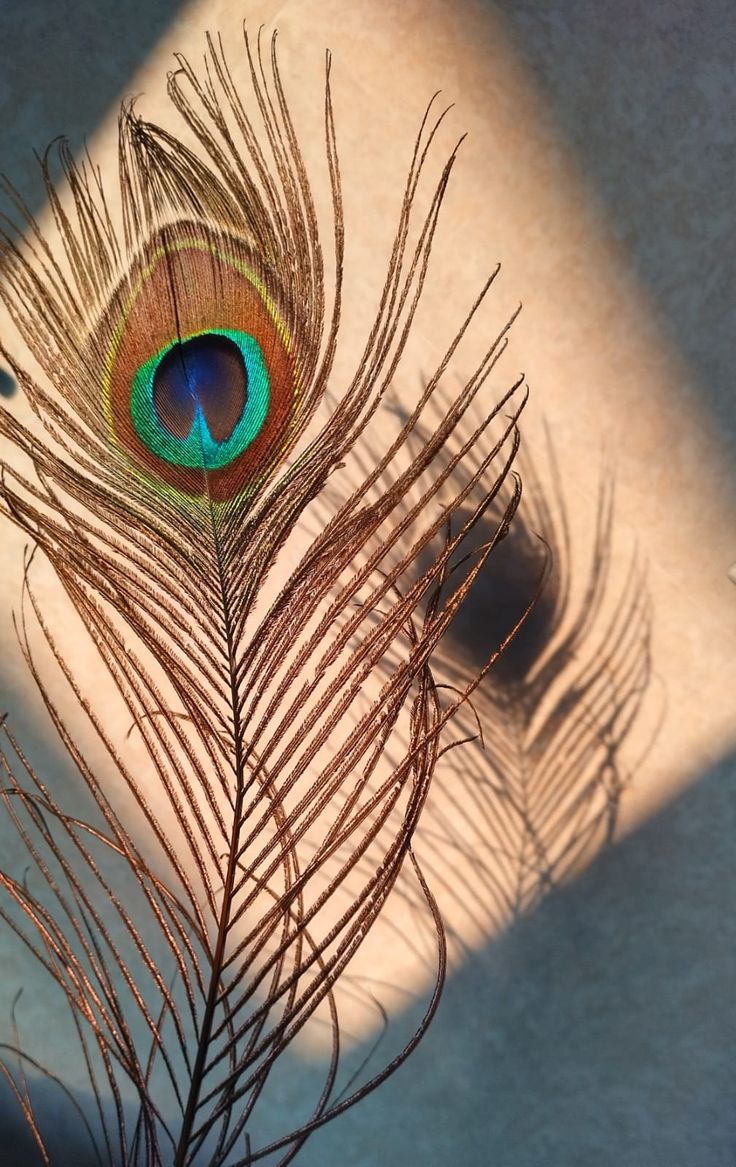 Peacock Feather(6 pieces)
