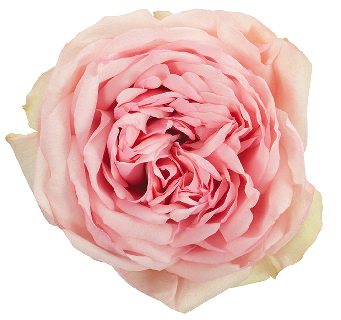 Pearly rose flower