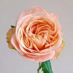 Pearly rose flower