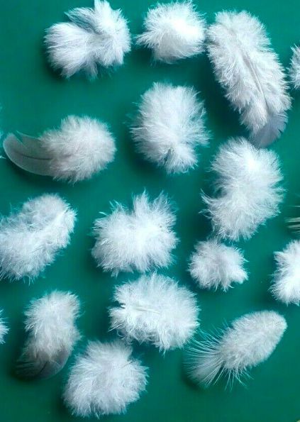 Pigeon Feathers