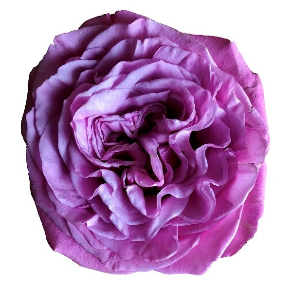 Pearly rose flower