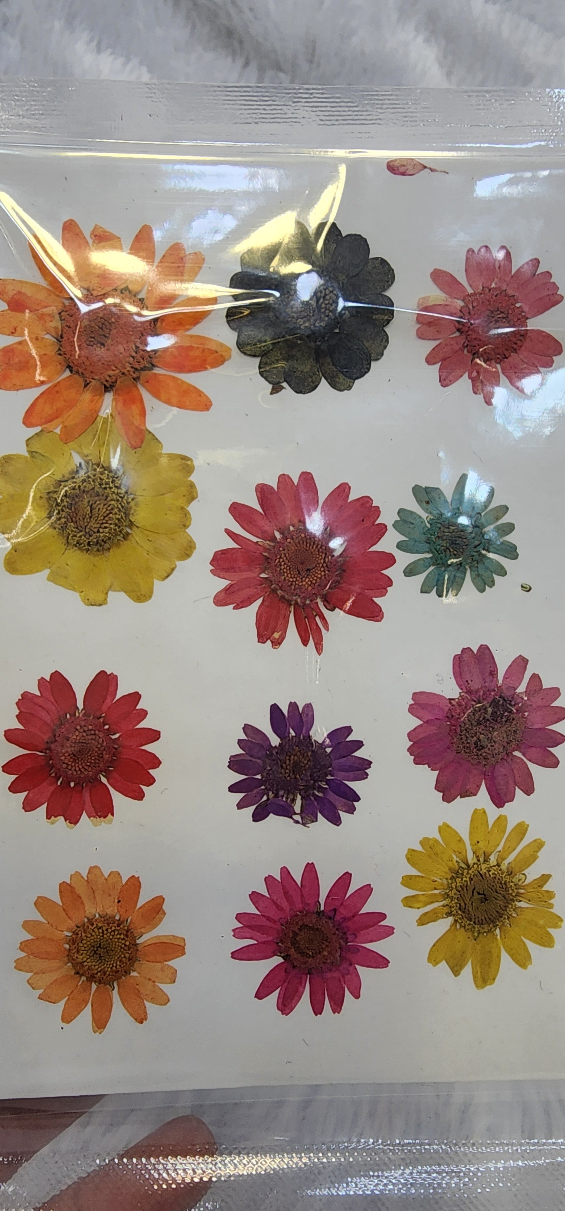 Pressed flowers