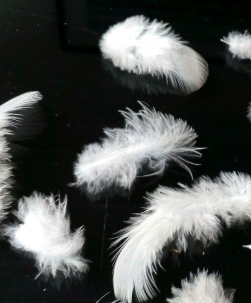 Pigeon Feathers