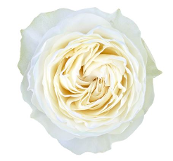 Pearly rose flower